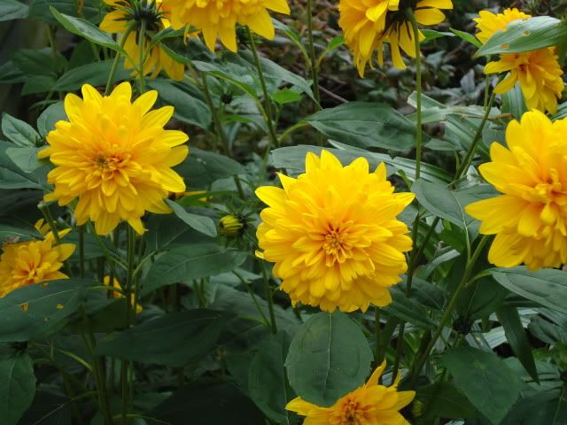 Helianthus Soleil d'Or